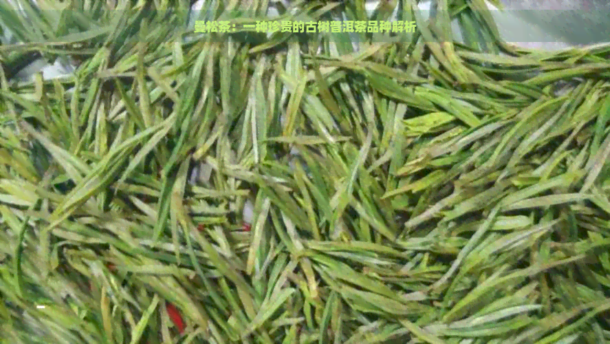 曼松茶：一种珍贵的古树普洱茶品种解析