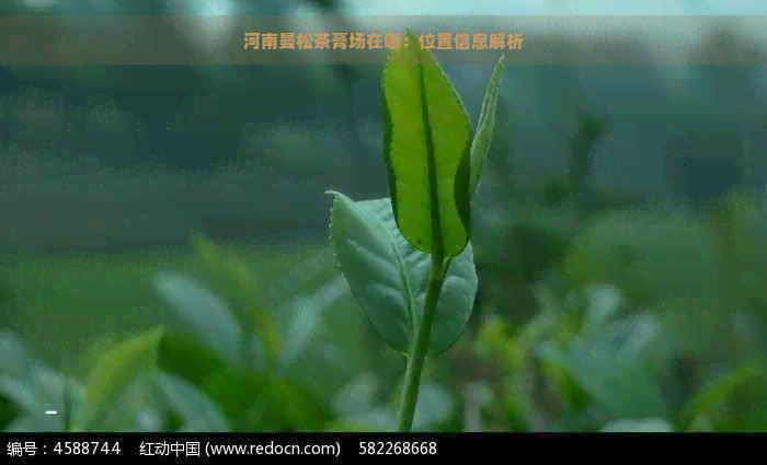 河南曼松茶膏场在哪：位置信息解析