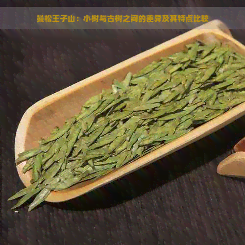 曼松王子山：小树与古树之间的差异及其特点比较