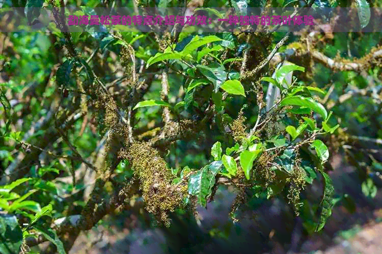 勐海曼松茶的特点介绍与功效：一种独特的茶叶体验