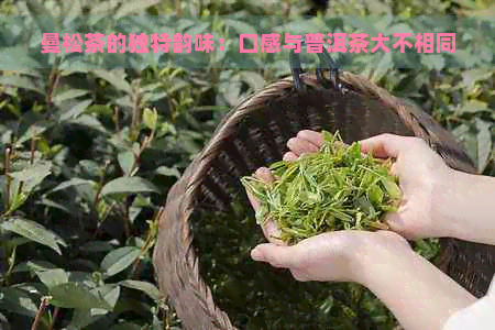 曼松茶的独特韵味：口感与普洱茶大不相同