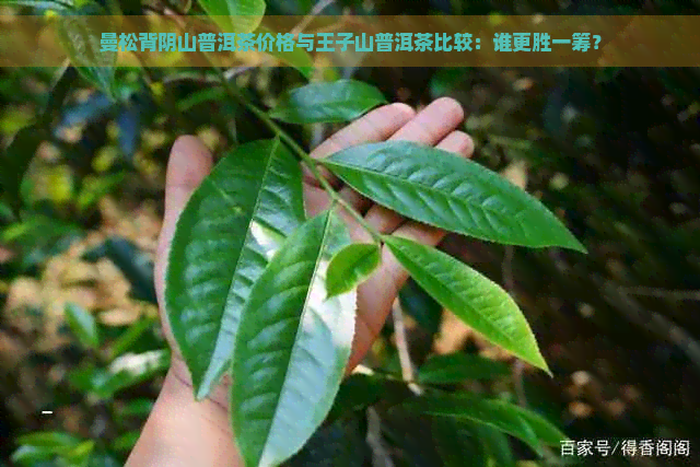 曼松背阴山普洱茶价格与王子山普洱茶比较：谁更胜一筹？