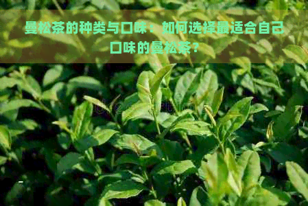 曼松茶的种类与口味：如何选择最适合自己口味的曼松茶？