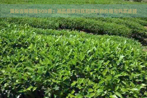 曼松古树茶砖500克：高品质茶叶在和京东的价格与购买途径