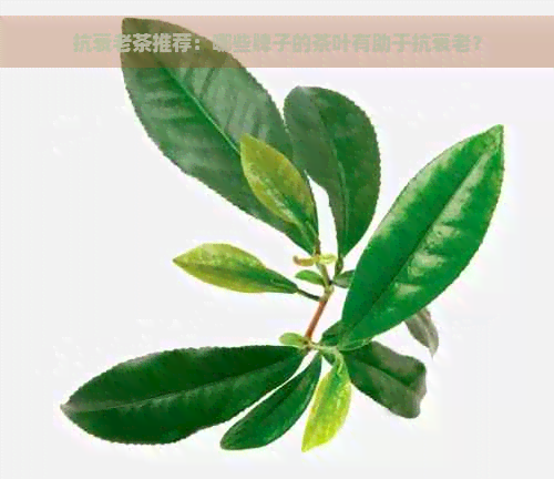 抗衰老茶推荐：哪些牌子的茶叶有助于抗衰老？