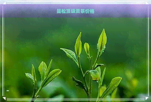 曼松顶级贡茶价格