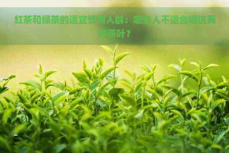 红茶和绿茶的适宜饮用人群：哪些人不适合喝这两种茶叶？