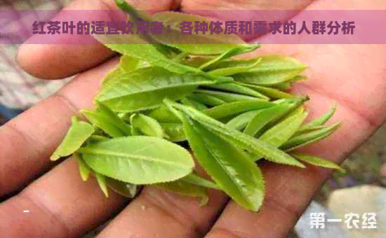 红茶叶的适宜饮用者：各种体质和需求的人群分析