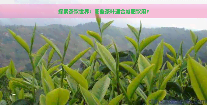 探索茶饮世界：哪些茶叶适合减肥饮用？