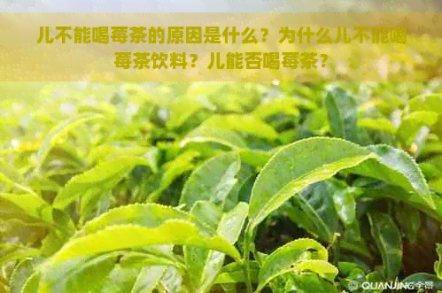 儿不能喝莓茶的原因是什么？为什么儿不能喝莓茶饮料？儿能否喝莓茶？