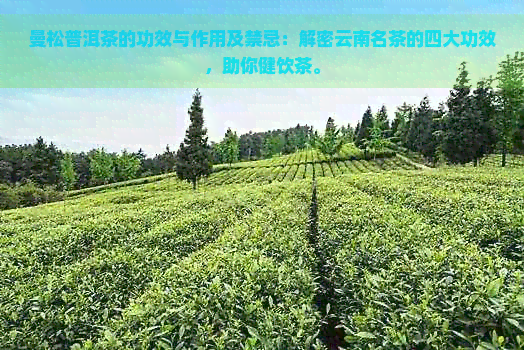 曼松普洱茶的功效与作用及禁忌：解密云南名茶的四大功效，助你健饮茶。