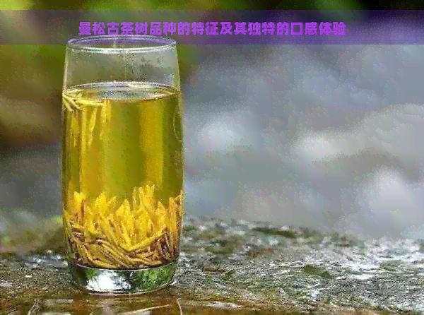 曼松古茶树品种的特征及其独特的口感体验