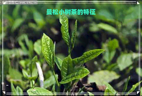 曼松小树茶的特征