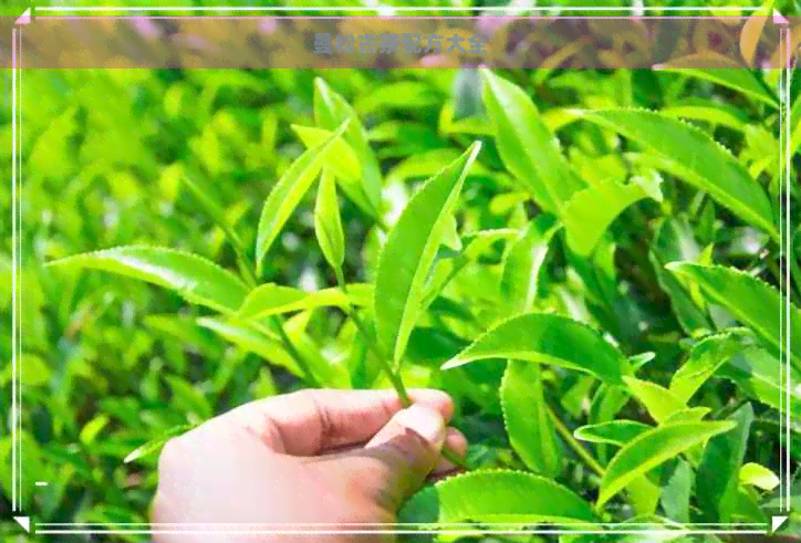 曼松古茶配方大全