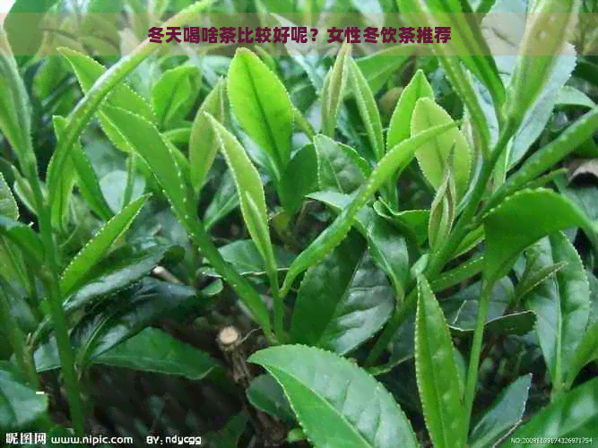 冬天喝啥茶比较好呢？女性冬饮茶推荐