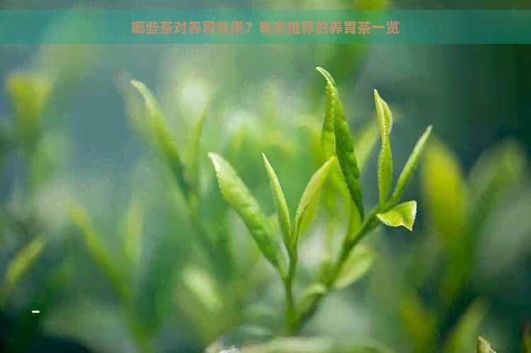 哪些茶对养胃效果？专家推荐的养胃茶一览