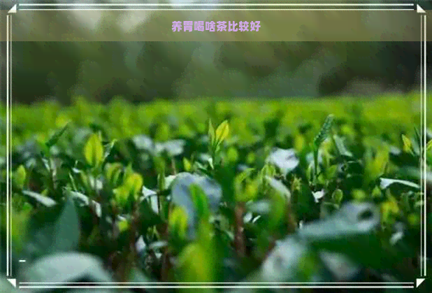 养胃喝啥茶比较好