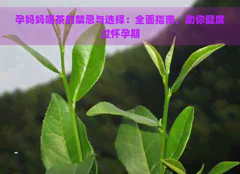 孕妈妈喝茶的禁忌与选择：全面指南，助你健度过怀孕期