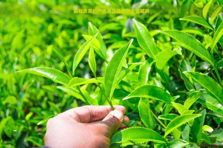 曼松贡茶的产地及品质特点全面解析