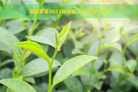 曼松贡茶2023年价格：多少钱一斤？