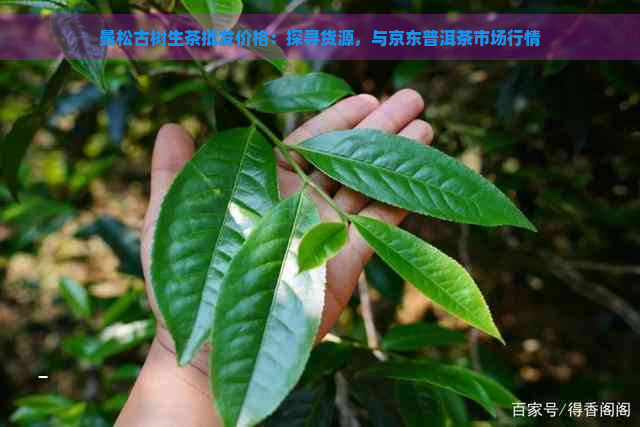曼松古树生茶批发价格：探寻货源，与京东普洱茶市场行情