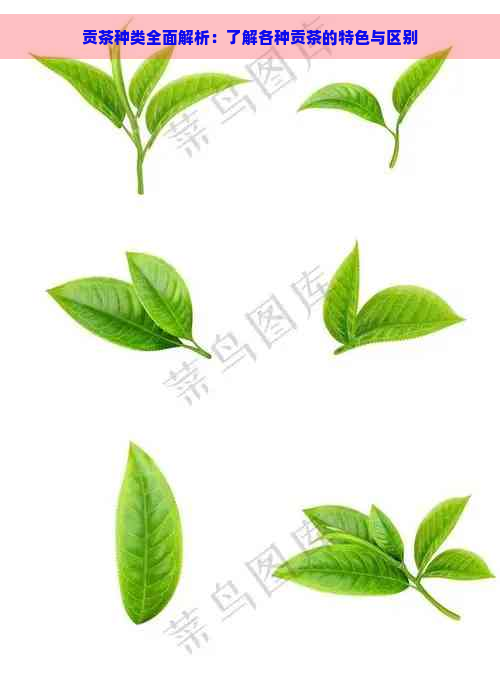 贡茶种类全面解析：了解各种贡茶的特色与区别