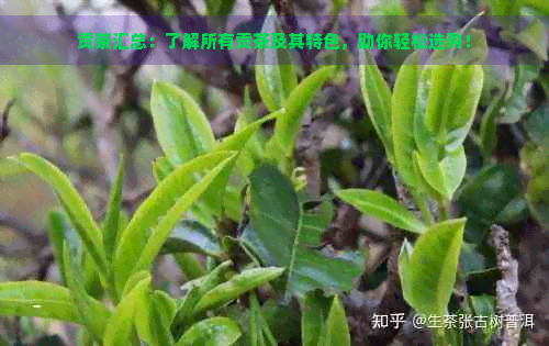 贡茶汇总：了解所有贡茶及其特色，助你轻松选购！