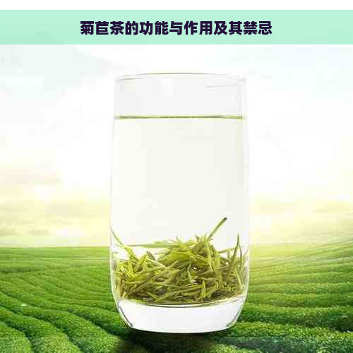 菊苣茶的功能与作用及其禁忌