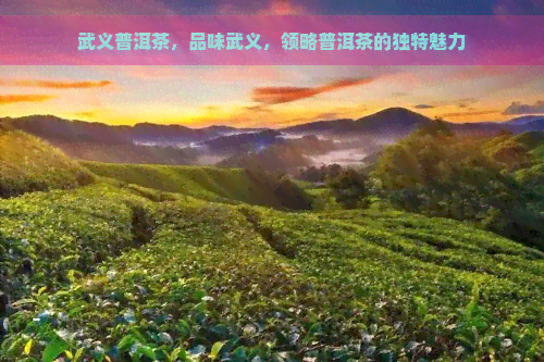 武义普洱茶，品味武义，领略普洱茶的独特魅力