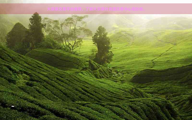 大宗茶交易平台推荐，了解大宗茶叶资源交易中心和价格。