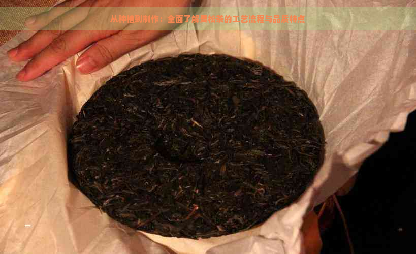 从种植到制作：全面了解曼松茶的工艺流程与品质特点