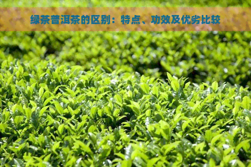 绿茶普洱茶的区别：特点、功效及优劣比较