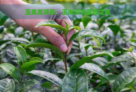 玉麦龙须茶：玉米须的茶香之旅