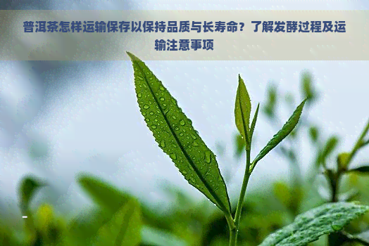 普洱茶怎样运输保存以保持品质与长寿命？了解发酵过程及运输注意事项