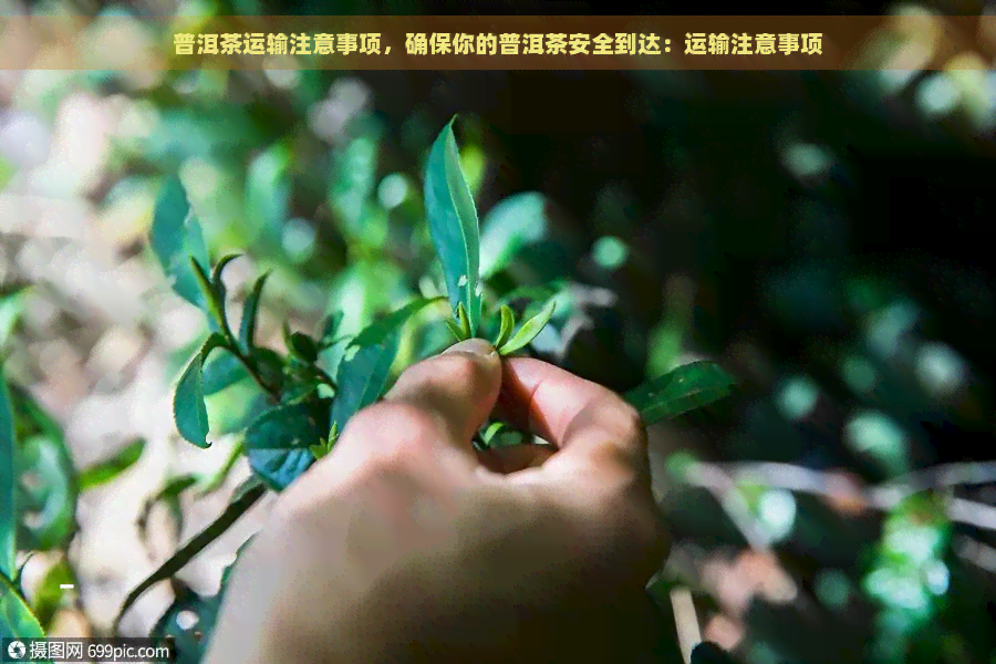 普洱茶运输注意事项，确保你的普洱茶安全到达：运输注意事项