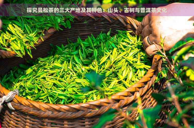 探究曼松茶的三大产地及其特色：山头、古树与普洱茶文化