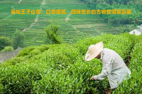 曼松王子山茶：口感细腻，回味悠长的古树普洱茶品鉴