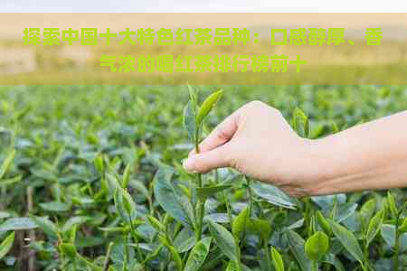 探索中国十大特色红茶品种：口感醇厚、香气浓的喝红茶排行榜前十