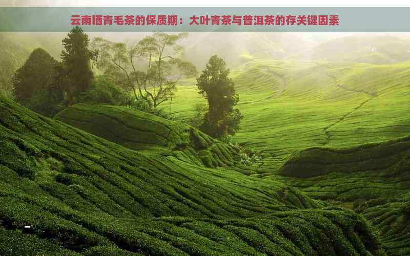 云南晒青毛茶的保质期：大叶青茶与普洱茶的存关键因素