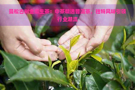 曼松古树金瓜生茶：中茶精选普洱茶，独特风味引领行业潮流