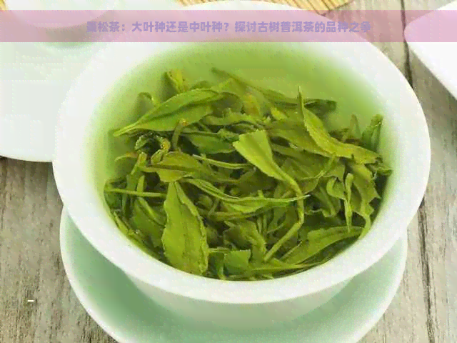 曼松茶：大叶种还是中叶种？探讨古树普洱茶的品种之争