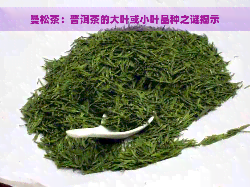 曼松茶：普洱茶的大叶或小叶品种之谜揭示