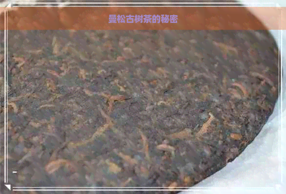 曼松古树茶的秘密