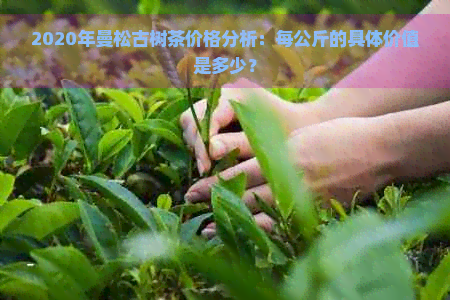 2020年曼松古树茶价格分析：每公斤的具体价值是多少？