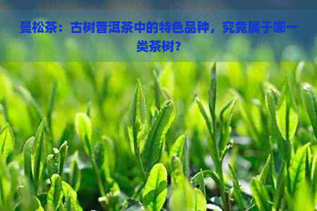 曼松茶：古树普洱茶中的特色品种，究竟属于哪一类茶树？