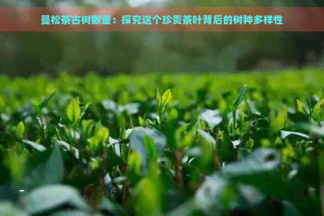 曼松茶古树数量：探究这个珍贵茶叶背后的树种多样性