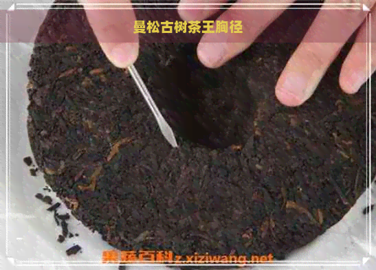 曼松古树茶王胸径