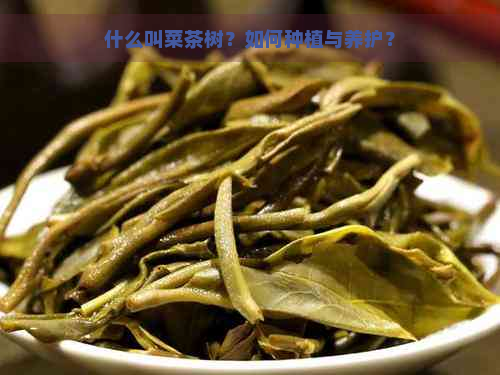 什么叫菜茶树？如何种植与养护？