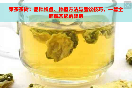 菜茶茶树：品种特点、种植方法与品饮技巧，一篇全面解答您的疑惑