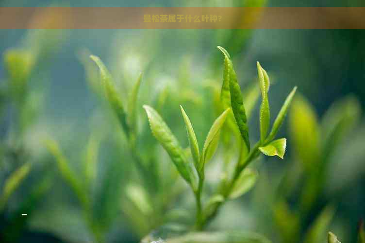 曼松茶属于什么叶种？